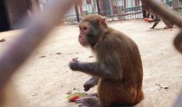 猴子吃瓜打架视频播放