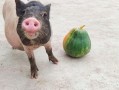 猪吃的瓜,田园生活乐无边