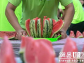 竞人集体吃瓜,竞人集体吃瓜，欢乐无限