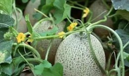 新疆孙佳佳吃瓜,揭秘网络舆论背后的真相