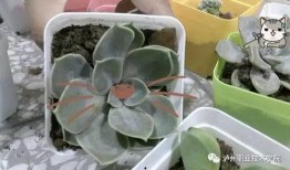 吃瓜群众小盆栽,揭秘娱乐圈那些事儿